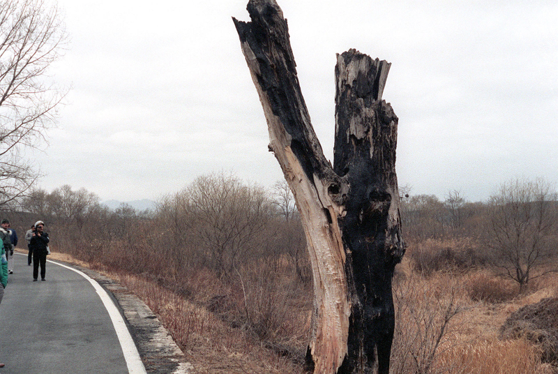 Lo que quedaba del árbol en 1976. Wikimedia Commons